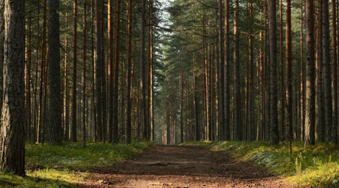 The image shows a dense forest with tall, straight trees lining a dirt path that extends into the distance. Sunlight filters through the trees, illuminating patches of grass and moss on the forest floor. The scene feels serene and natural.